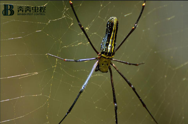 家里有蜘蛛怎么处理