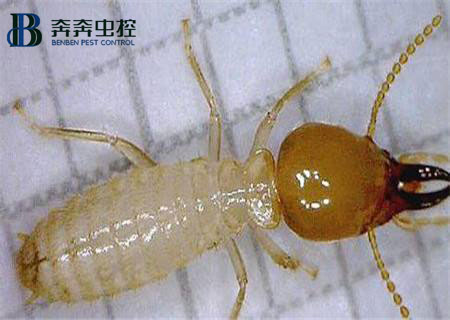家里为什么会出现白蚁？