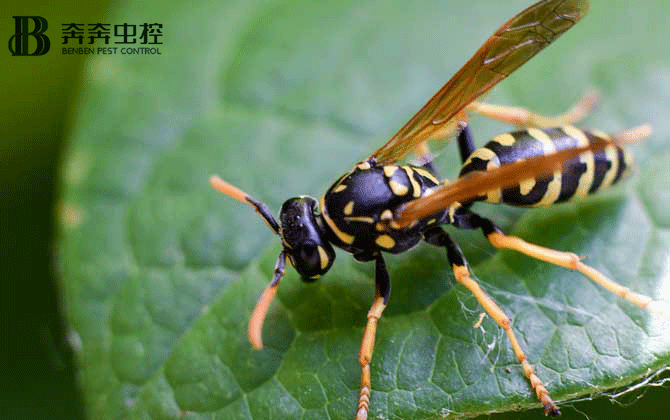 马蜂有毒吗？被马蜂蛰后该怎么处理？