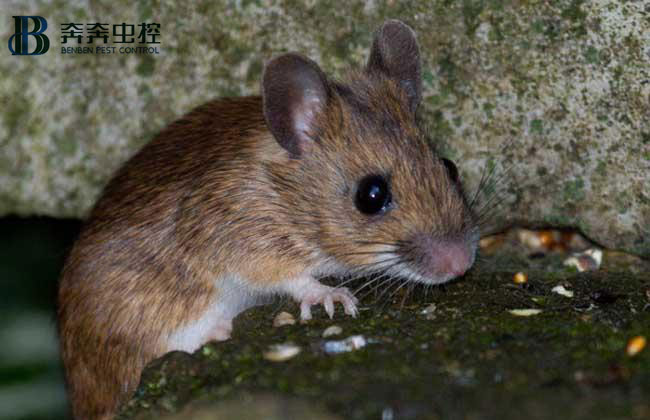 家里进老鼠了怎么解决？