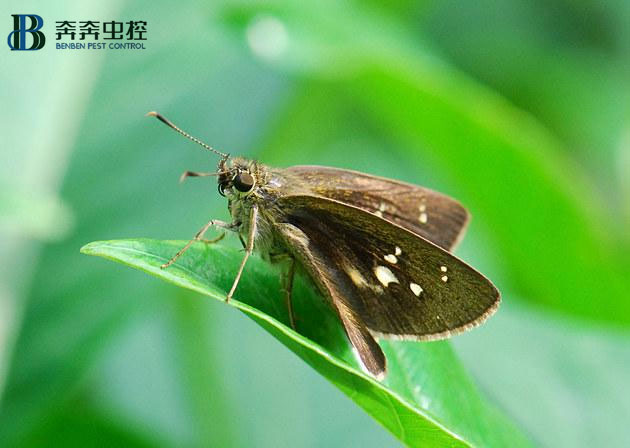家中常有小飞蛾十分烦恼，该如何处理？