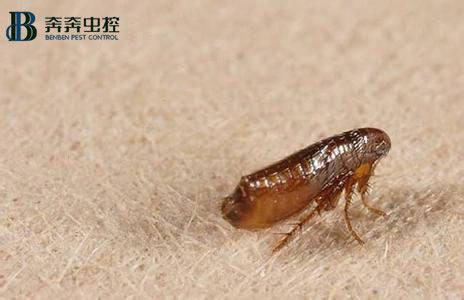 家里有了跳蚤要如何处理？