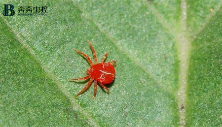 芒果红蜘蛛虫害防治办法
