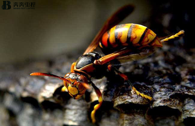夏天的农村常见的有毒动物, 遇到一定躲着走！