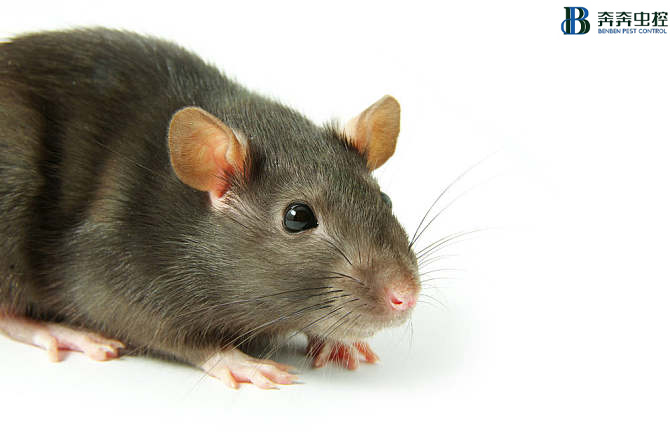 灭老鼠 其实真的很简单！