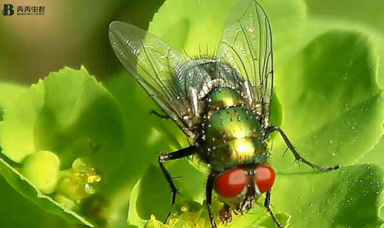 苍蝇很多，怎么消除？