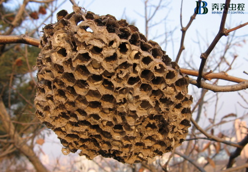 对于马蜂窝的处理方式！