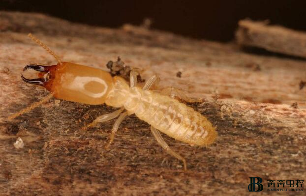 白蚁怎么消灭才干净？