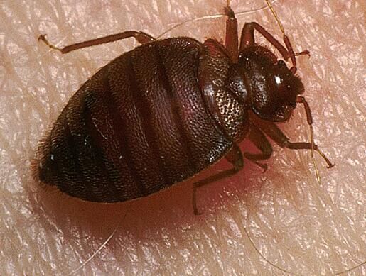 如何彻底的消灭臭虫?