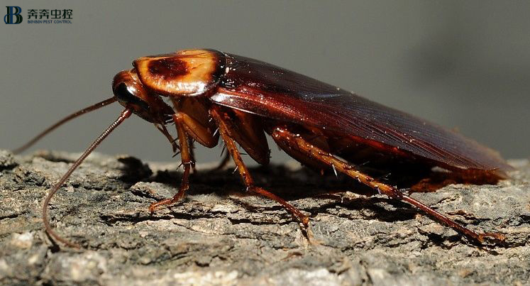 轻松消杀蟑螂，一招搞定！