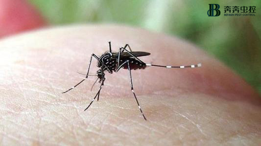 蚊子喜欢叮哪种人？怎么预防呢？