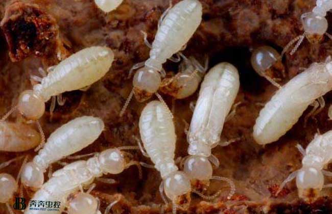 家里有白蚁怎么消灭?