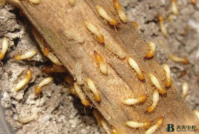 白蚁危害大，应当及时消灭！