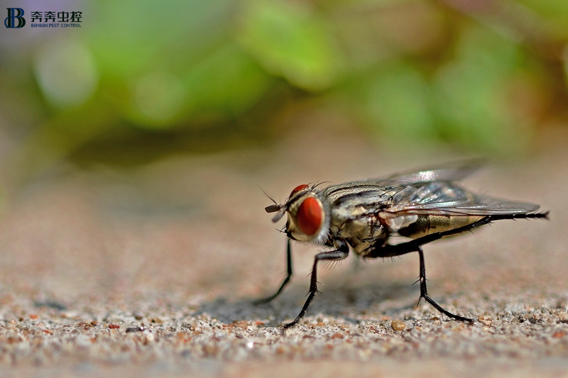 家里会出现苍蝇，不仅烦人还会传播细菌