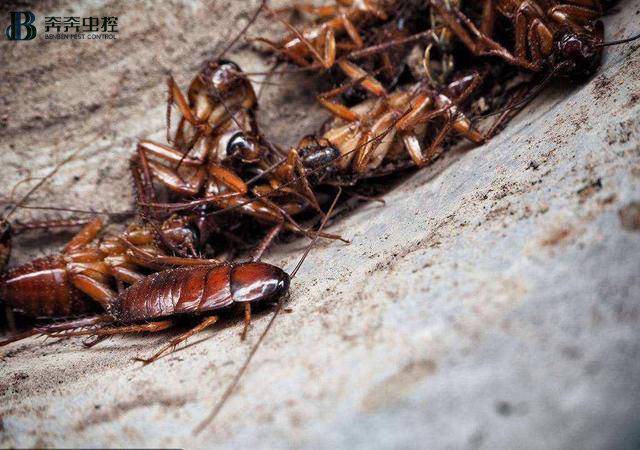 上海专业灭蟑螂公司|灭四害|上门服务