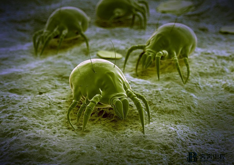 上海奔奔教您除螨虫小妙招