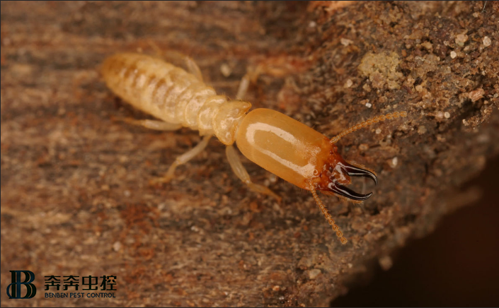 上海专业消杀白蚁公司