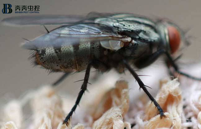 上海专业灭四害公司-上海奔奔是首选