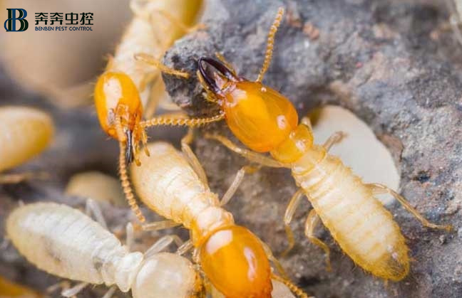 白蚁防治很重要 家具损害严重