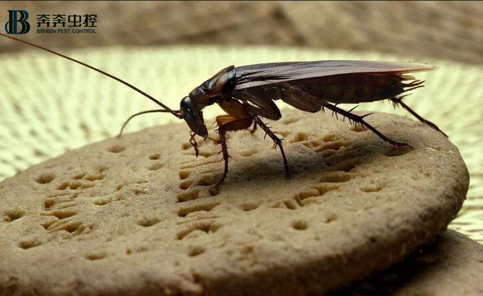 蟑螂危害全家 上海虫控公司轻松搞定