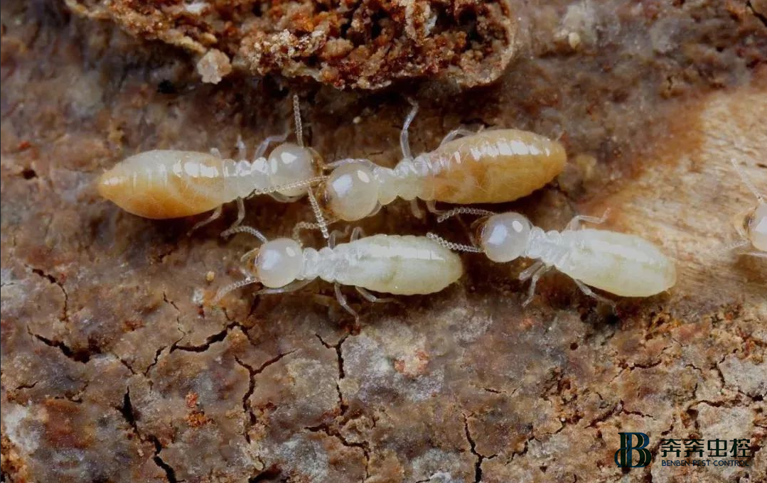 上海专业灭白蚁公司-奔奔是首选