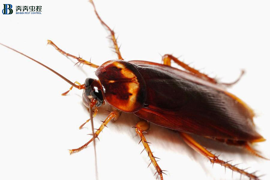 还在用拖鞋去打蟑螂？爆浆的后果..