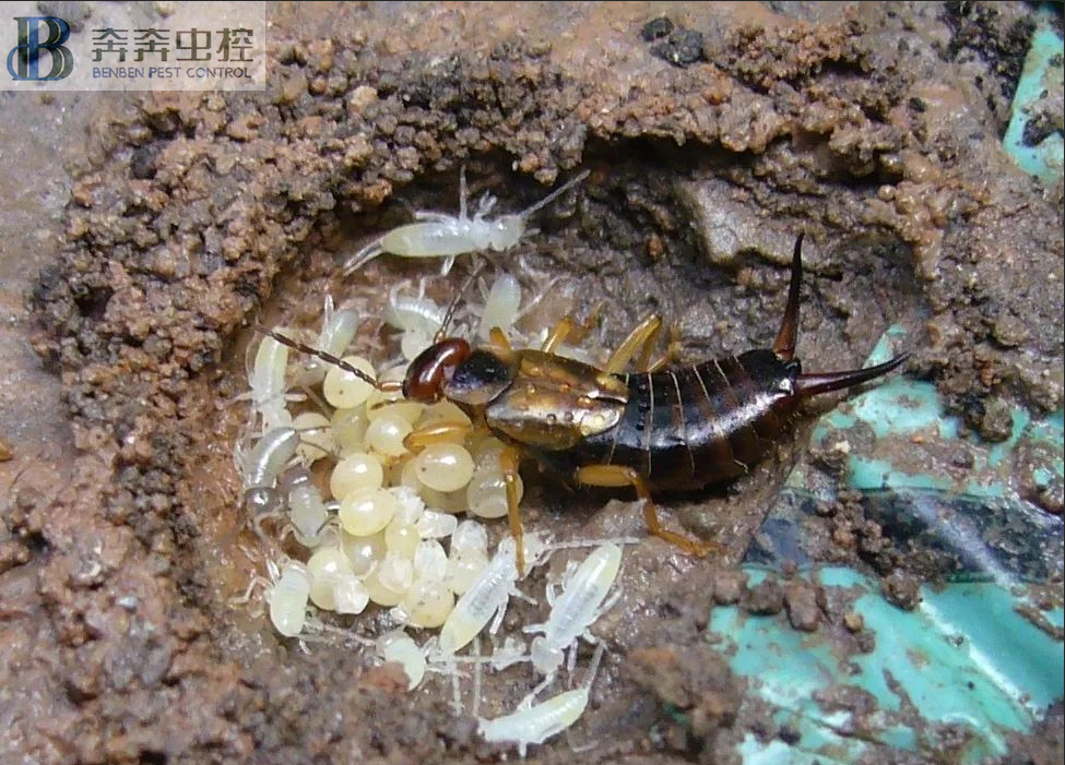 为什么蟑螂是打不死的小强？