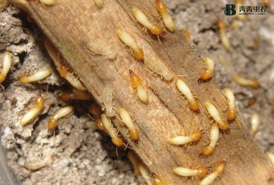 上海专业防治白蚁公司