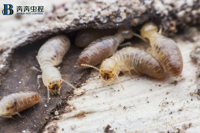 上海专业除白蚁公司