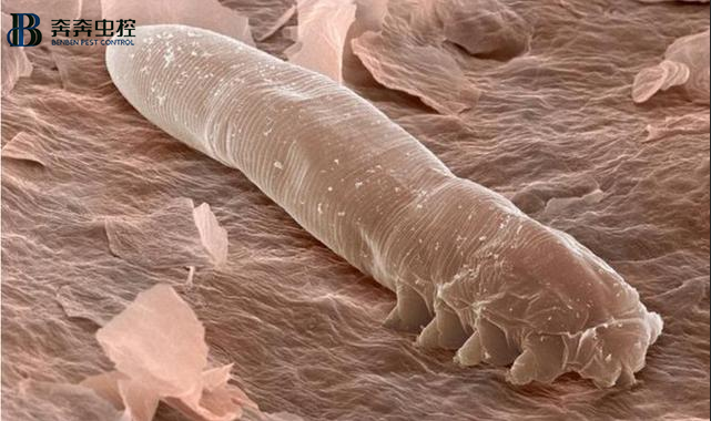 上海专业消杀公司-除螨