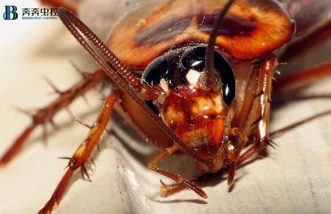 上海专业虫害公司教你如何灭蟑螂