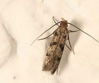 上海除虫：室内见衣蛾，卫生要当心