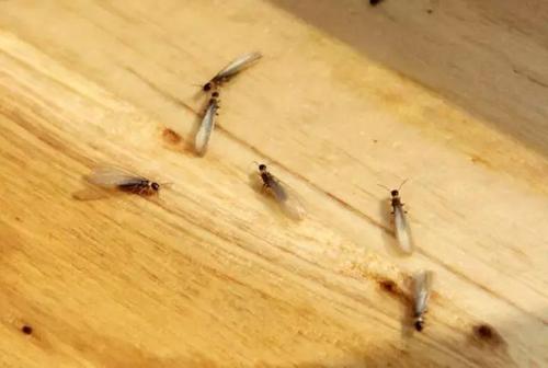 上海除虫：大量白蚁分飞？别慌