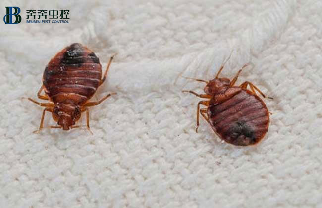 家里发现臭虫该怎么消灭