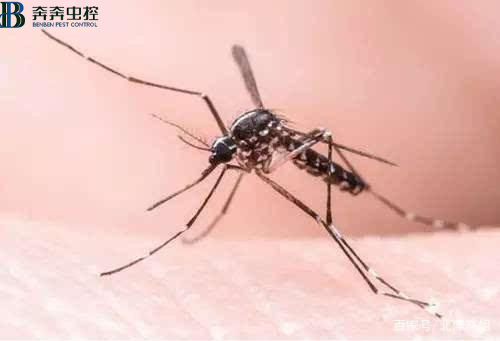 专业杀虫公司教您 灭蚊好方法！