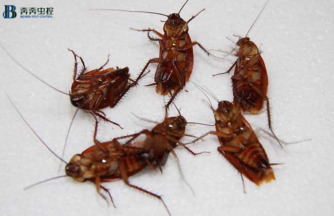 家里有蟑螂如何消灭？