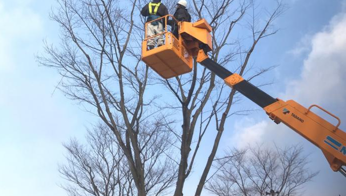 老鼠对人类的危害有哪些