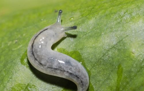 家里有蛞蝓怎么办？如何消灭蛞蝓？