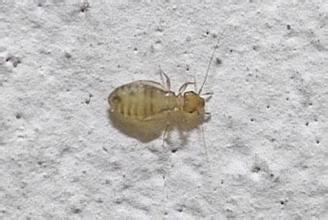 上海除虫：尘虱是什么？