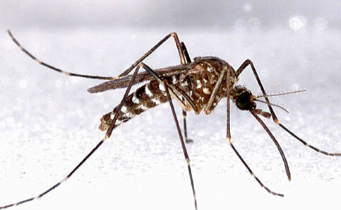 上海除虫：警惕登革热，防治越冬蚊