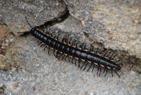上海除虫：马陆惹人厌，如何防治马陆