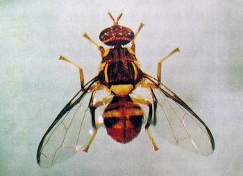 家有实蝇怎么办？奔奔教你灭除实蝇