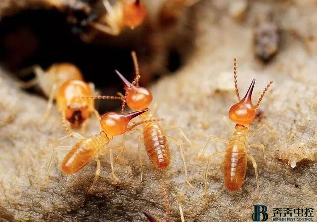 发现白蚁怎么办？奔奔虫控来解决