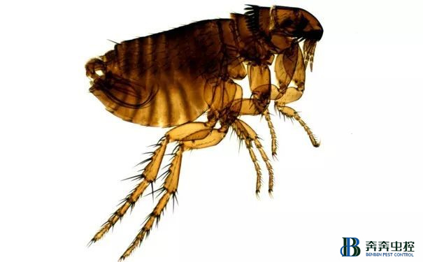 上海专业虫控公司