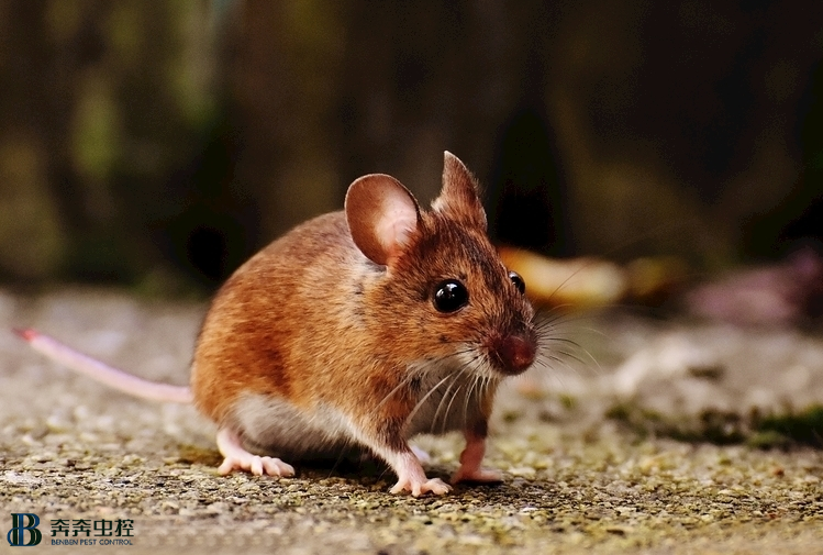家里老鼠哪里来？如何正确灭鼠