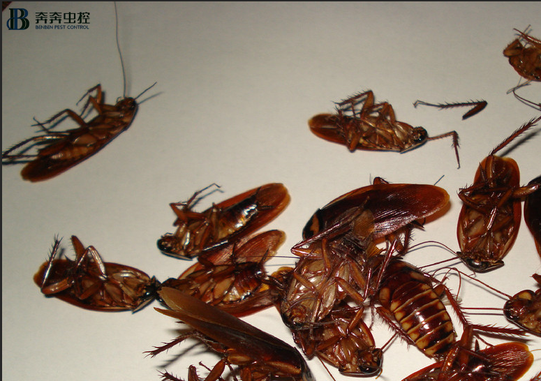家里怎么灭蟑螂？虫控公司告诉你