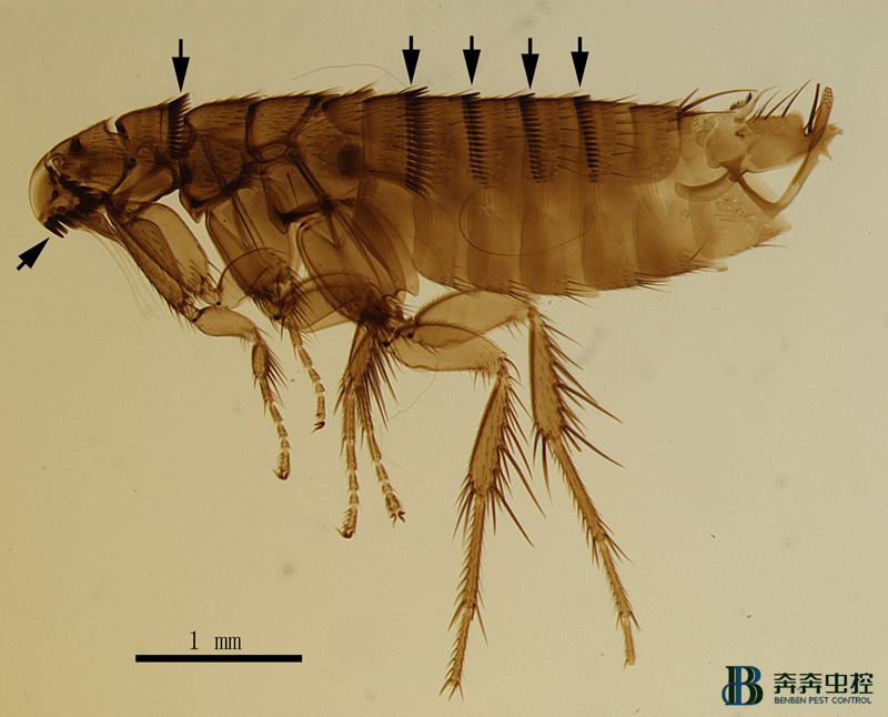 跳蚤应该怎么防治？