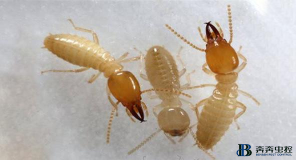 上海专业虫害公司