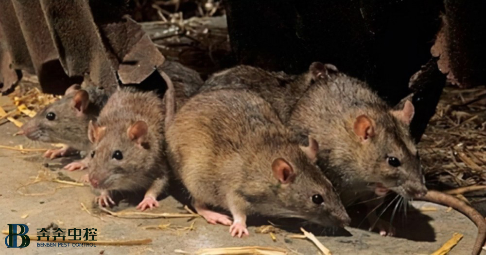 什么是出血热？出血热高怎么治疗？