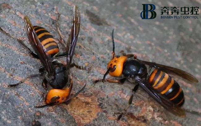 马蜂有毒？被咬了该如何处理？